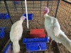 2 X WHITE TURKEY MALE & FEMALE SR AGRI BOERDERY PTY LTD (Pay per animal to take the lot)