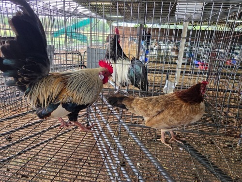 2 X HOLLANDSE KRIELE ROOSTER & HEN SR AGRI BOERDERY PTY LTD (Pay per animal to take the lot)