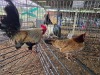 2 X HOLLANDSE KRIELE ROOSTER & HEN SR AGRI BOERDERY PTY LTD (Pay per animal to take the lot)