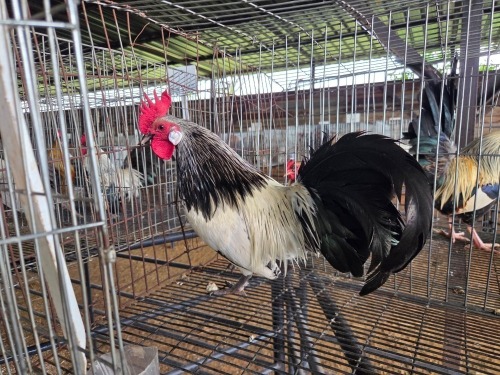 1 X CHICKEN ROOSTER SR AGRI BOERDERY PTY LTD