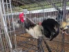 1 X CHICKEN ROOSTER SR AGRI BOERDERY PTY LTD