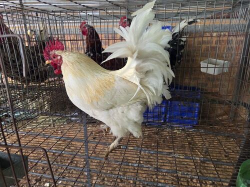 1 X WHITE SUSSEX ROOSTER ALVIN STEENKAMP