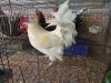 1 X WHITE SUSSEX ROOSTER ALVIN STEENKAMP