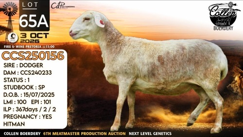 1+1 X MEATMASTER RECORDED PREGNANT EWE Collen Boerdery
