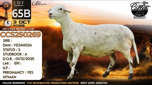 1 X MEATMASTER RECORDED PREGNANT EWE Collen Boerdery