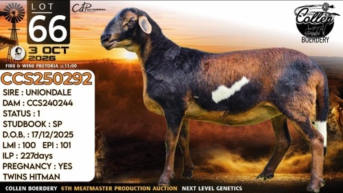 1 X MEATMASTER RECORDED PREGNANT EWE Collen Boerdery