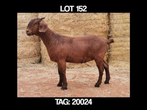 1 X KALAHARI RED OOI/EWE MYL 50 BOER GOAT & KALAHARI RED STUD - KUDDE/FLOCK