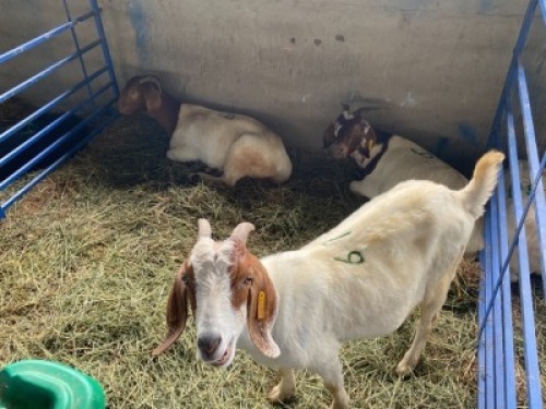 LOT&nbsp; 61&nbsp; &nbsp;3 X OOI/EWE&nbsp; &nbsp;BOERBOK Rhenosterhoek, Kobus van der Walt - 082926 0929 (Per stuk om lot te neem/Per Piece to take the lot)