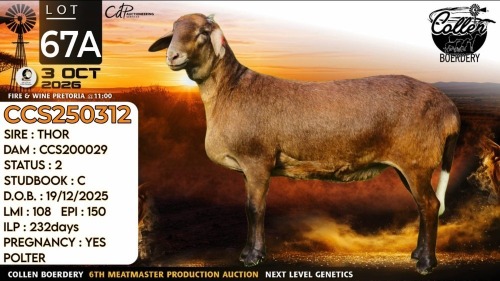 1 X MEATMASTER RECORDED EWE Collen Boerdery