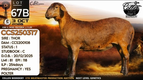 1 X MEATMASTER RECORDED EWE Collen Boerdery