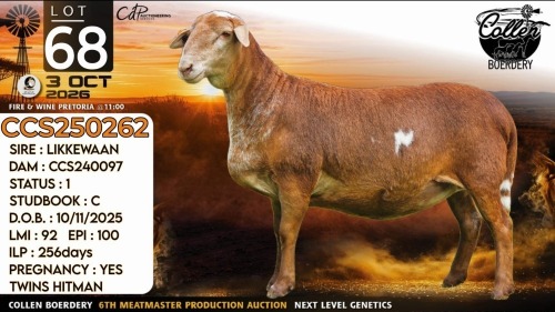 1 X MEATMASTER RECORDED PREGNANT EWE Collen Boerdery