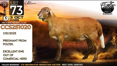 1 X MEATMASTER RECORDED PREGNANT EWE Collen Boerdery