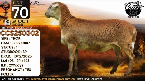 1 X MEATMASTER RECORDED EWE Collen Boerdery