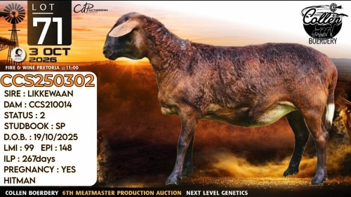 1 X MEATMASTER RECORDED PREGNANT EWE Collen Boerdery