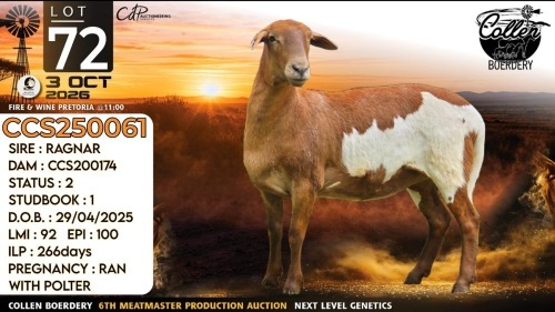 1 X MEATMASTER RECORDED EWE Collen Boerdery