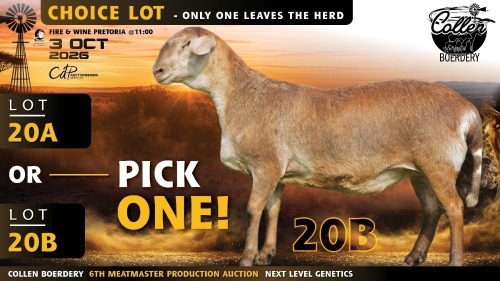 1+1 X MEATMASTER NOT RECORDED EWE Collen Boerdery