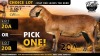 1 X MEATMASTER NOT RECORDED EWE Collen Boerdery