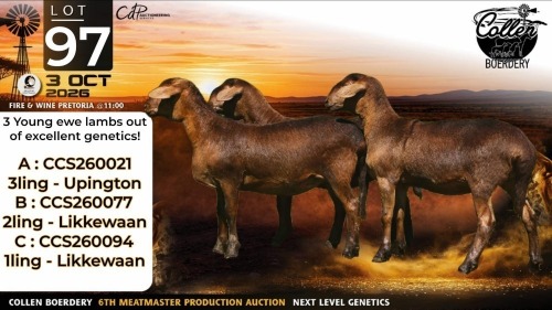 1 X MEATMASTER RECORDED COMMERCIAL EWE Collen Boerdery