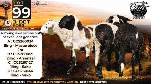1 X MEATMASTER RECORDED COMMERCIAL EWE Collen Boerdery
