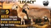 1+1 X MEATMASTER RECORDED BREEDERS CHOICE EWE Collen Boerdery