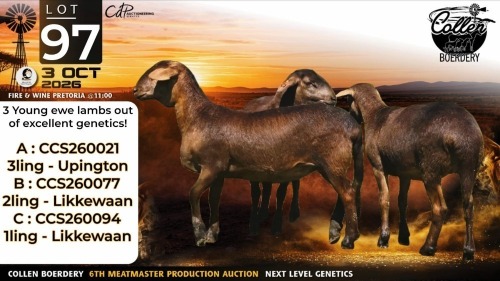 1 X MEATMASTER RECORDED COMMERCIAL EWE Collen Boerdery