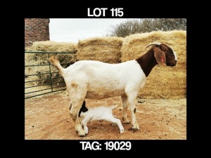 1+1 X BOERBOK OOI/EWE MYL 50 BOER GOAT & KALAHARI RED STUD - STOET/STUD