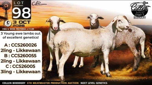 1 X MEATMASTER RECORDED COMMERCIAL EWE Collen Boerdery