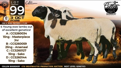 1 X MEATMASTER RECORDED COMMERCIAL EWE Collen Boerdery