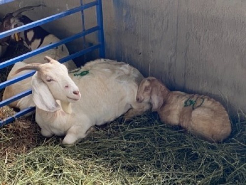 LOT&nbsp; 60&nbsp; &nbsp;1 X OOI MET LAM/EWE WITH LAMB&nbsp; BOERBOK Rhenosterhoek, Kobus van der Walt - 082926 0929