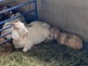 LOT&nbsp; 60&nbsp; &nbsp;1 X OOI MET LAM/EWE WITH LAMB&nbsp; BOERBOK Rhenosterhoek, Kobus van der Walt - 082926 0929