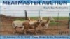 LOT 61 4X MEATMASTER OOI/EWE DAY TO DAY MEATMASTERS - 2