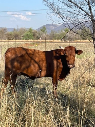 1 X BRAHMAN KRUIS KOEI