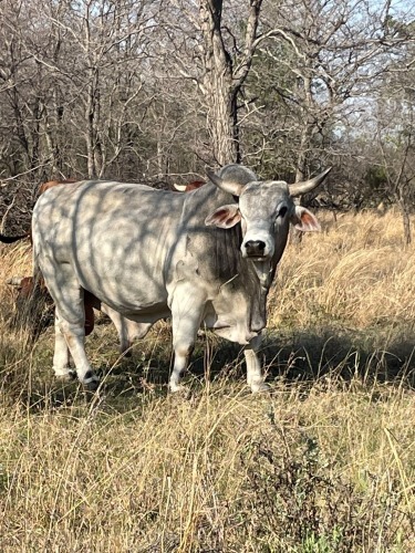 1 X BRAHMAN KRUIS BUL