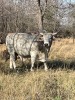 1 X BRAHMAN KRUIS BUL