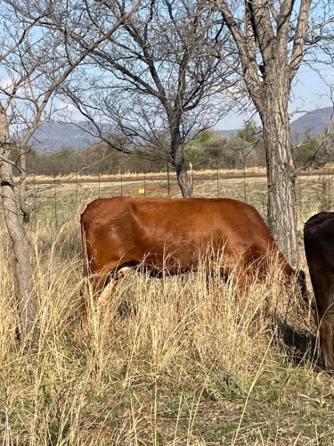 1 X BRAHMAN KRUIS KOEI