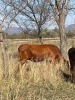 1 X BRAHMAN KRUIS KOEI