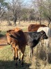 1 X BRAHMAN KRUIS KOEI - 2