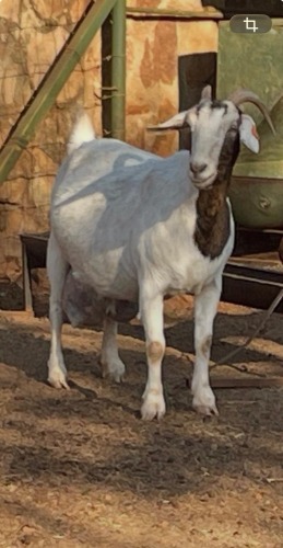 1 X MELKBOK OOI
