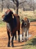 1 X BRAHMAN KRUIS VERS KALF
