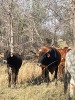 1 X BRAHMAN KRUIS VERS KALF