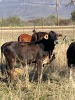 1 X BRAHMAN KRUIS BUL KALF