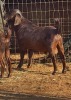 1 X KALAHARI RED RAM