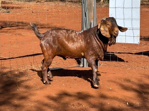 1 X KALAHARI RED RAM