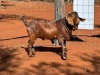1 X KALAHARI RED RAM