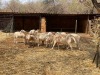 5 X MEATMASTER RAM (Pay per animal to take the lot)