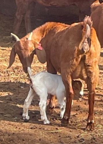 1+1 X KALAHARI RED OOI