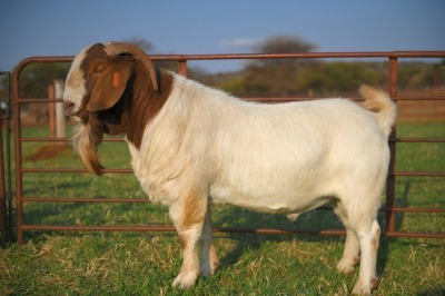 1 X BOERBOK RAM SCHOONHEID BOERBOKSTOET - KUDDE/FLOCK