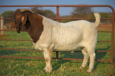 1 X BOERBOK RAM SCHOONHEID BOERBOKSTOET - KUDDE/FLOCK