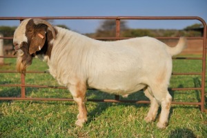 1 X BOERBOK RAM SCHOONHEID BOERBOKSTOET STOET/STUD