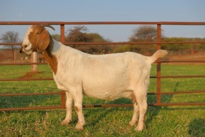 1 +1 X BOERBOK OOI/EWE - SCHOONHEDI BOERBOKSTOET STOET/STUD